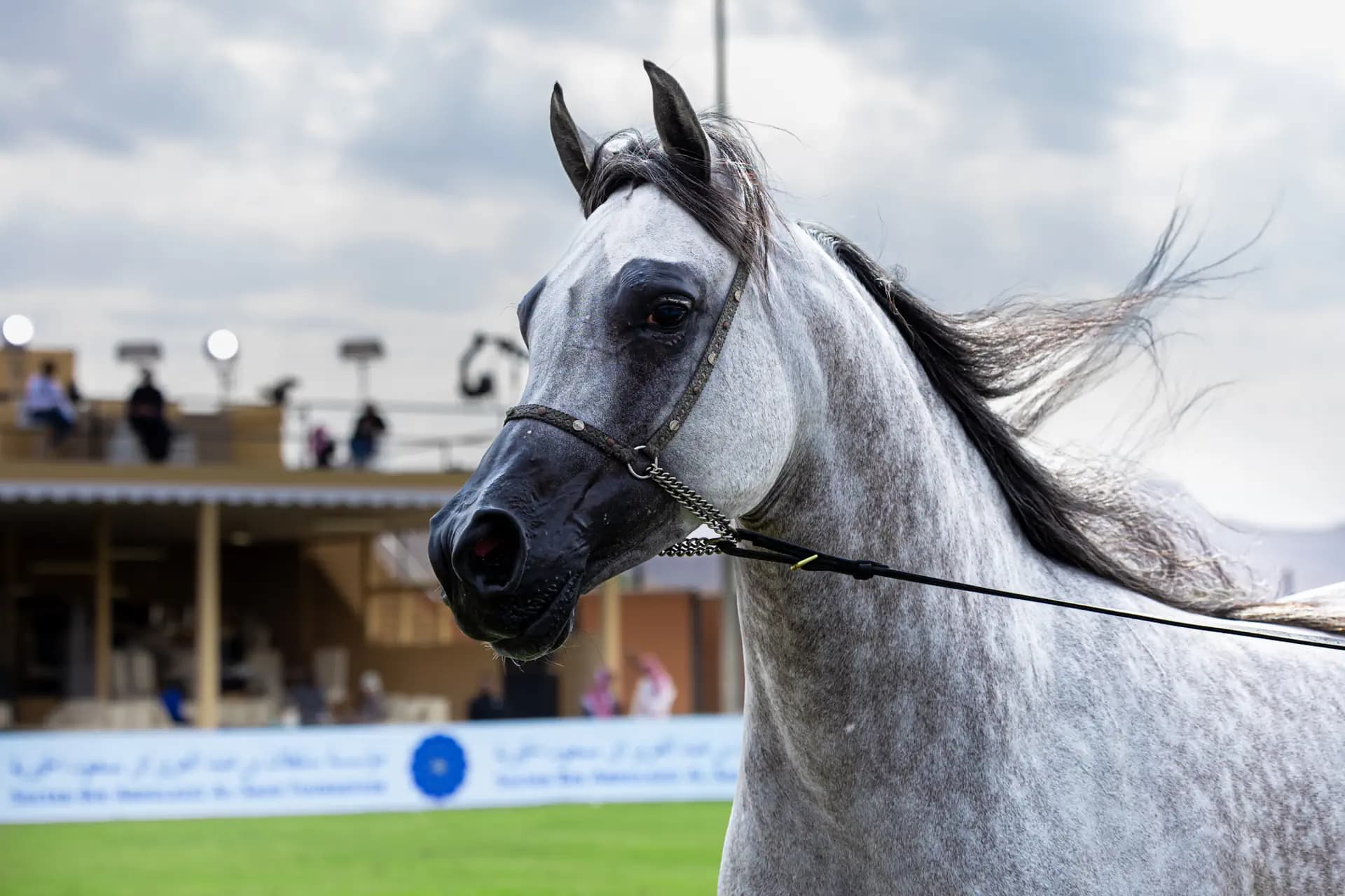 PRINCE SULTAN ARABIAN HORSE FESTIVAL