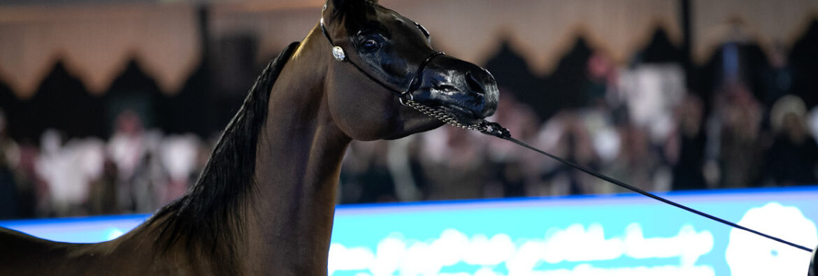 Prince Sultan Bin Abdulaziz International Arabian Horse Festival