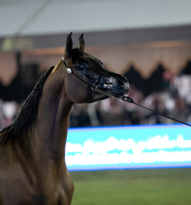 Prince Sultan Bin Abdulaziz International Arabian Horse Festival