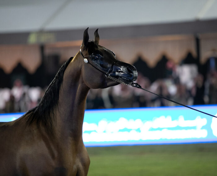 Prince Sultan Bin Abdulaziz International Arabian Horse Festival